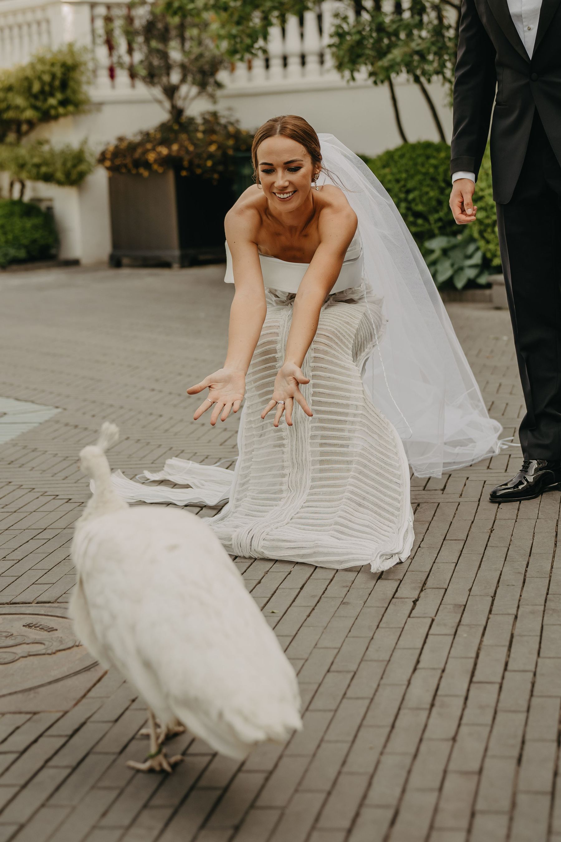 Tivoli's white peacock — the moments you cannot plan